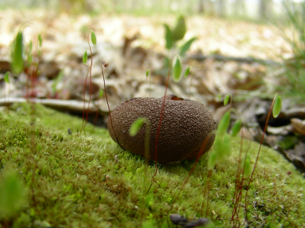 Funghi primaverili ...